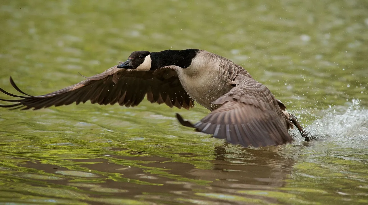 Are You a Savvy Taxpayer or a Plucked Goose?